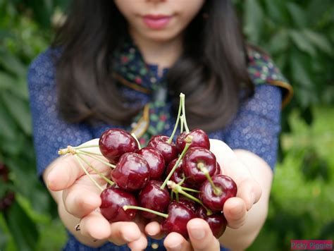 何時採摘櫻桃：最佳櫻桃摘取時刻的多元視角